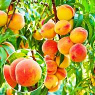 Саженец Персик колонновидный Юбилей Столицы